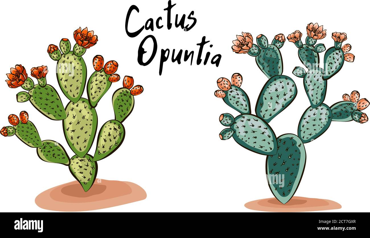 Set Of Banners With Hand Drawn Prickly Pear Sketch Style Vector Illustration Isolated On White Background Wild Floral Exotic Tropical Plant Black A Stock Vector Image Art Alamy Set Of Banners With Hand Drawn Prickly Pear Sketch Style Vector Illustration Isolated On White Background Wild Floral Exotic Tropical Plant Black A Stock Vector Image Art Alamy