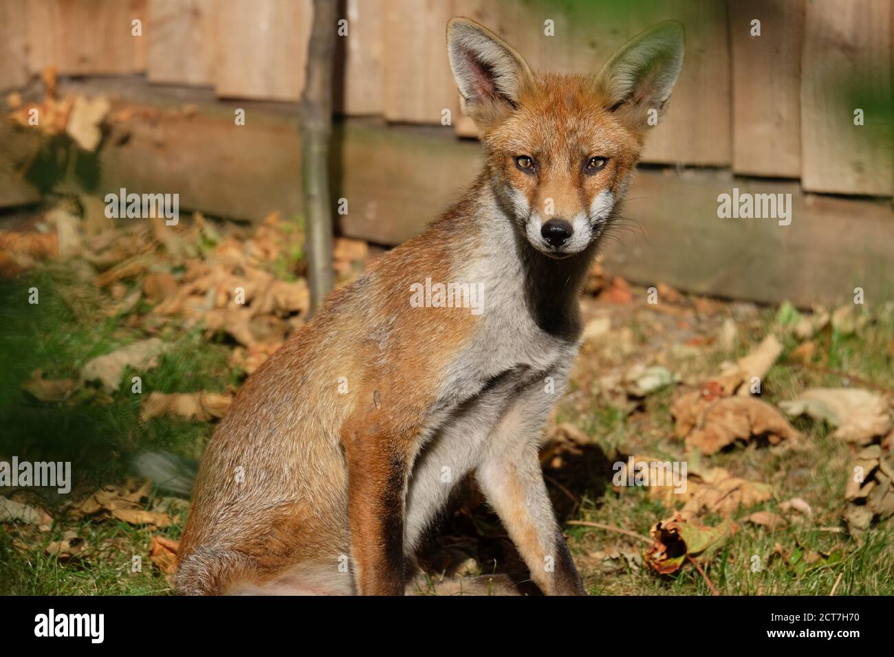 London Wildlife - Urban fox in South London Stock Photo