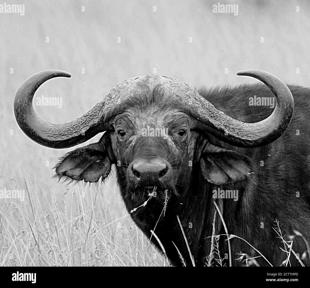 Wild Cape Buffalo face in black and white looking directly into camera Stock Photo
