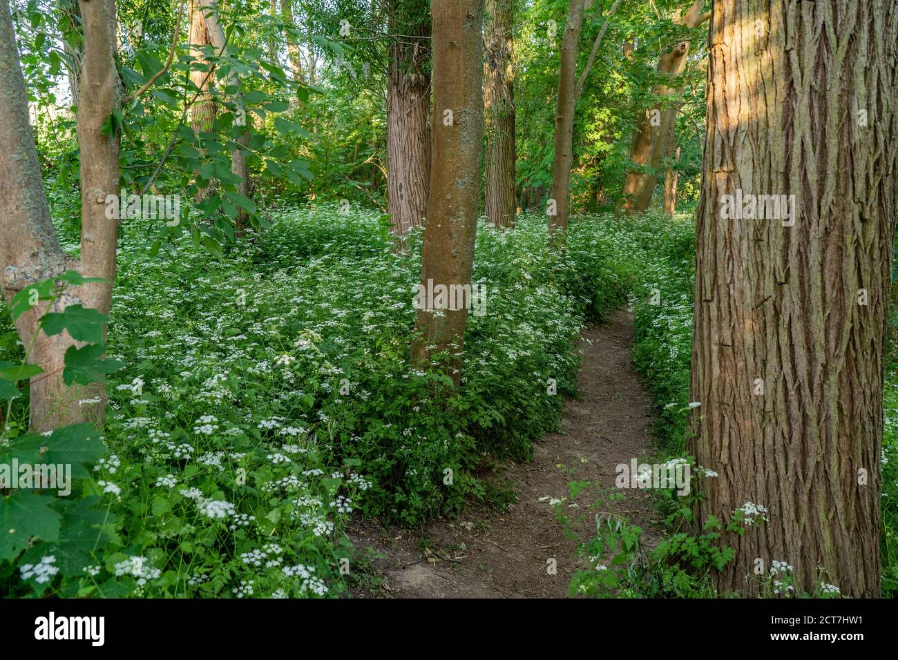 Forest Near Frankfurt