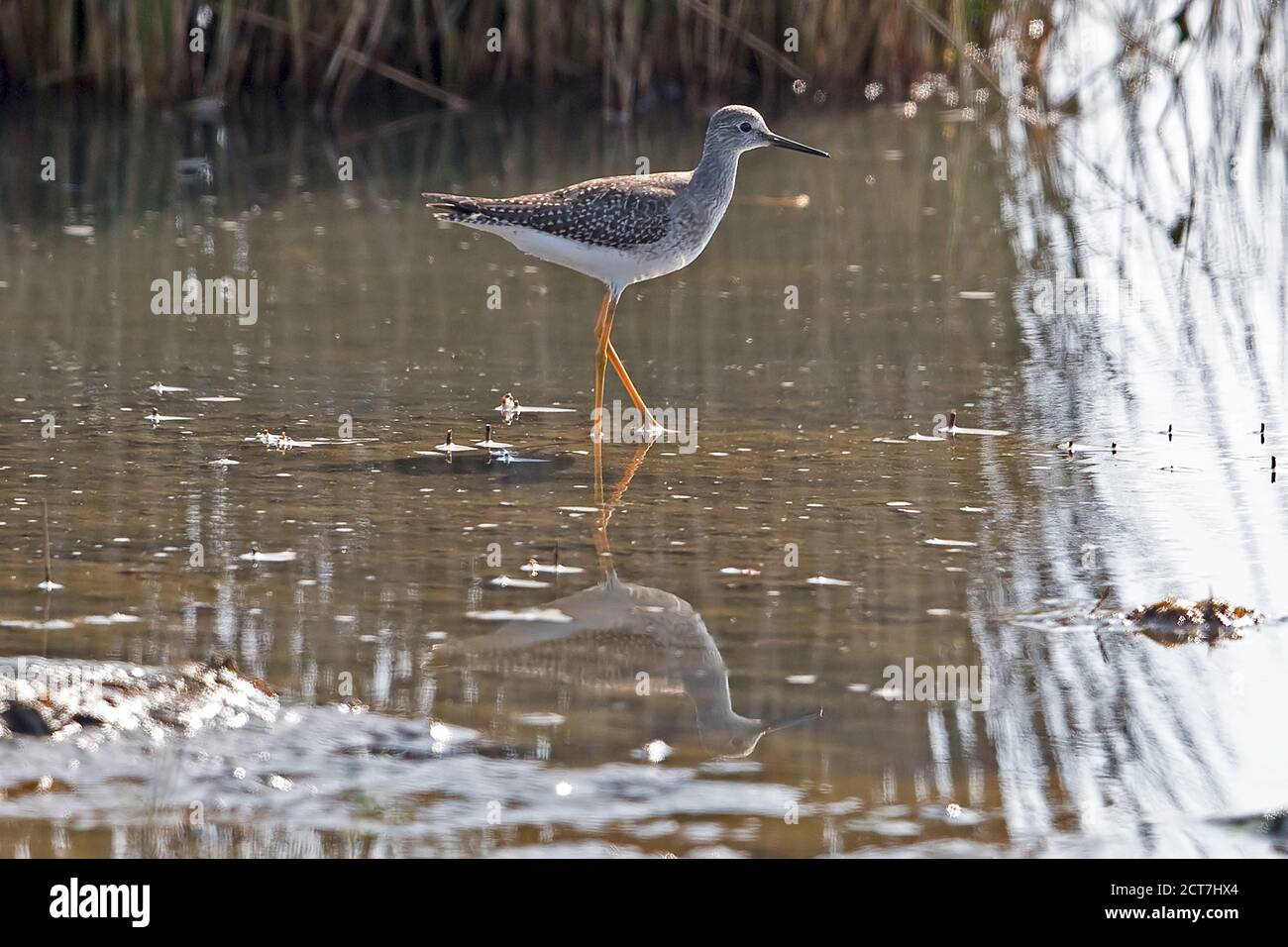 Lesser Yellowlegs (Tringa flavipes) at Runham Norfolk UK September 2020 Stock Photo