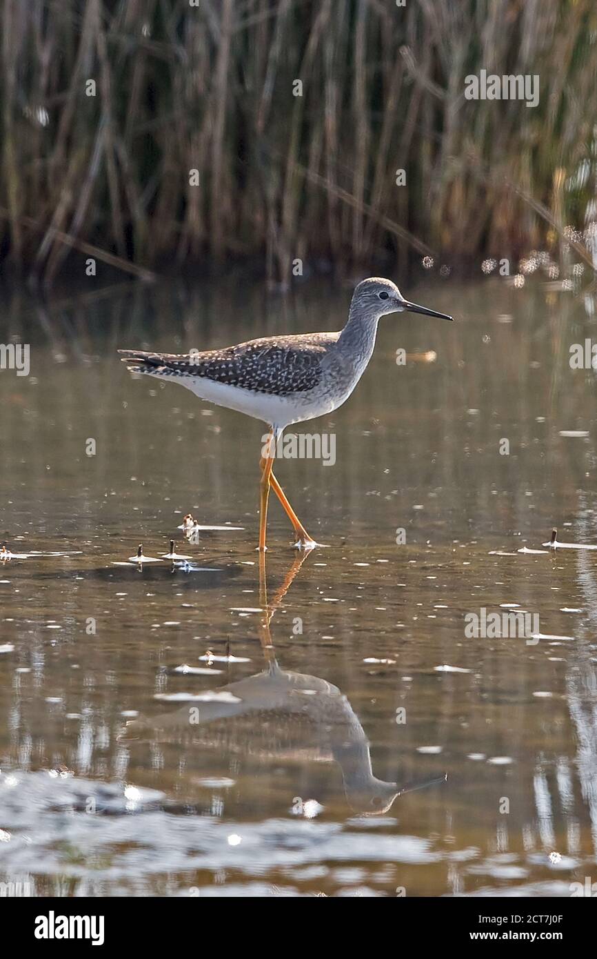 Lesser Yellowlegs (Tringa flavipes) at Runham Norfolk UK September 2020 Stock Photo