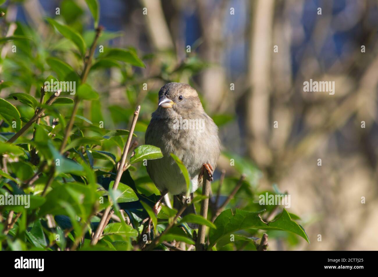 Juvenile sparrow sitting in a hedge with a blurred background of trees. Stock Photo