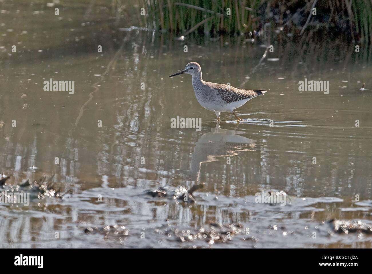 Lesser Yellowlegs (Tringa flavipes) at Runham Norfolk UK September 2020 Stock Photo