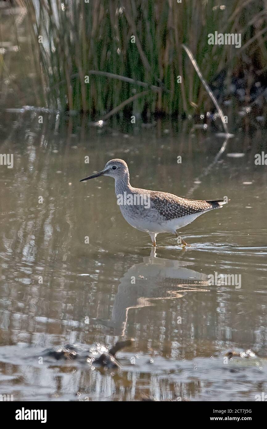 Lesser Yellowlegs (Tringa flavipes) at Runham Norfolk UK September 2020 Stock Photo