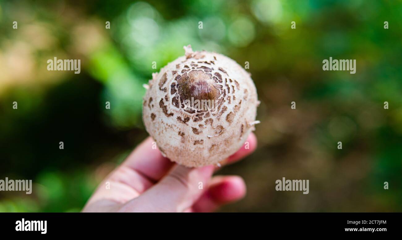 harvest season for forest medicinal mushrooms Stock Photo - Alamy