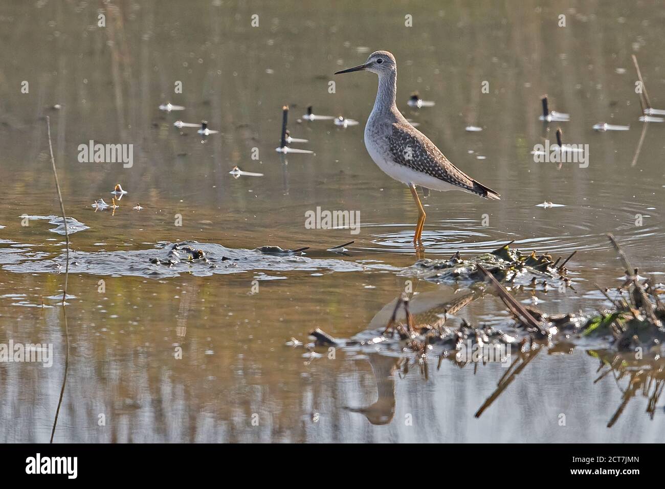 Lesser Yellowlegs (Tringa flavipes) at Runham Norfolk UK September 2020 Stock Photo