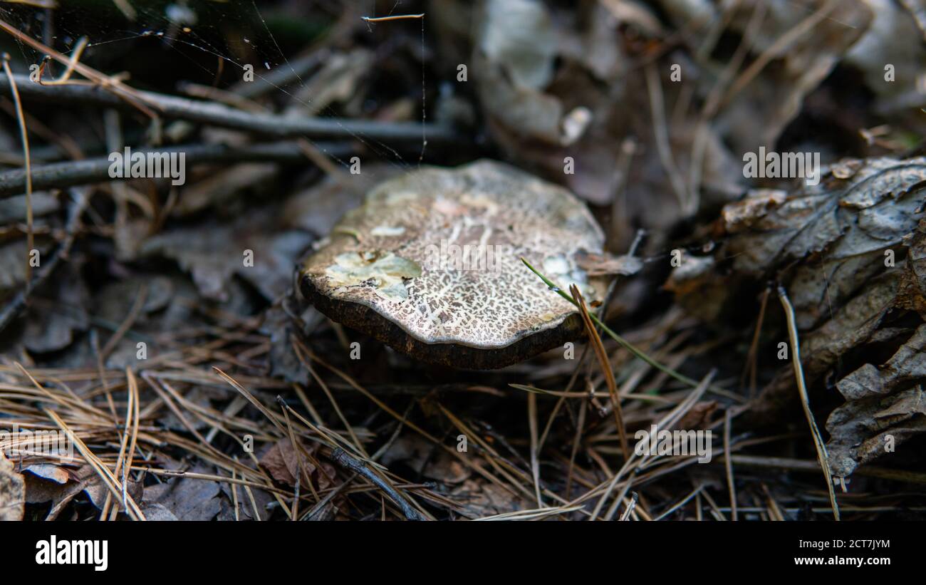 YAuth the Hunt for Medicinal Mushrooms in Saskatchewan: A Harvest of Health