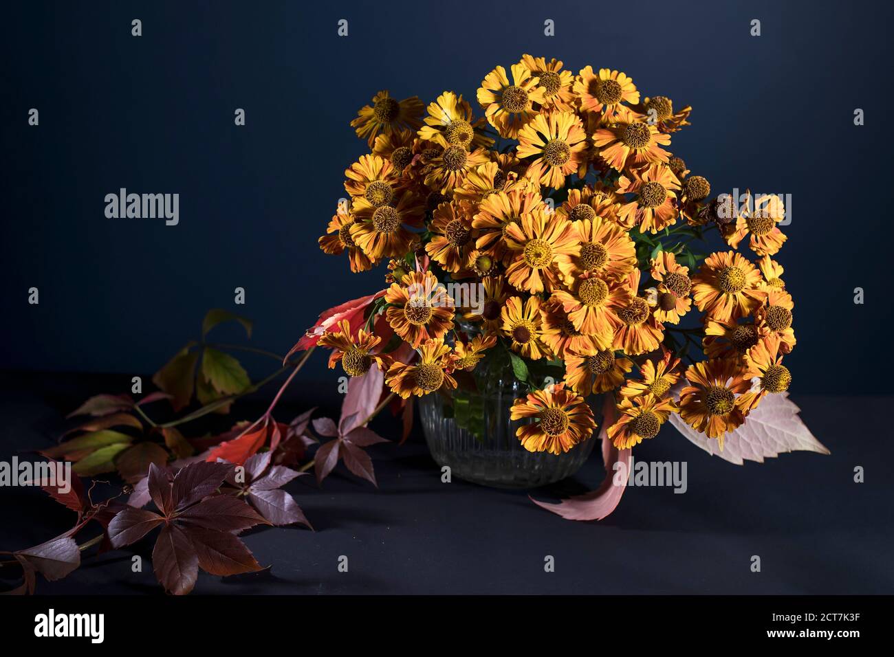 A bouquet of orange helenium with wild grape leaves in a fluted glass vase against a dark blue wall. Stock Photo