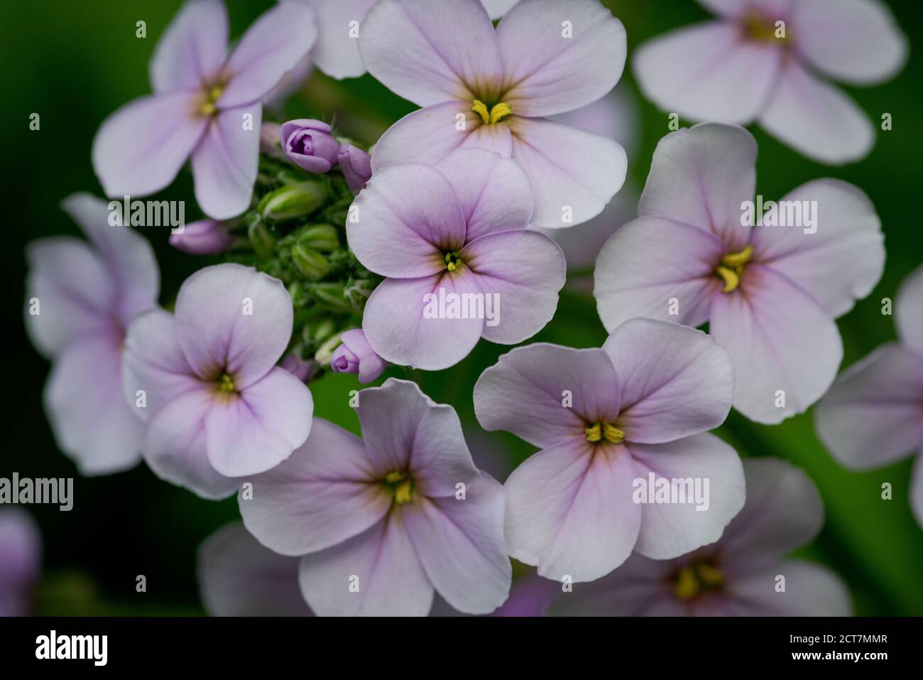 Four 2024 petal flower
