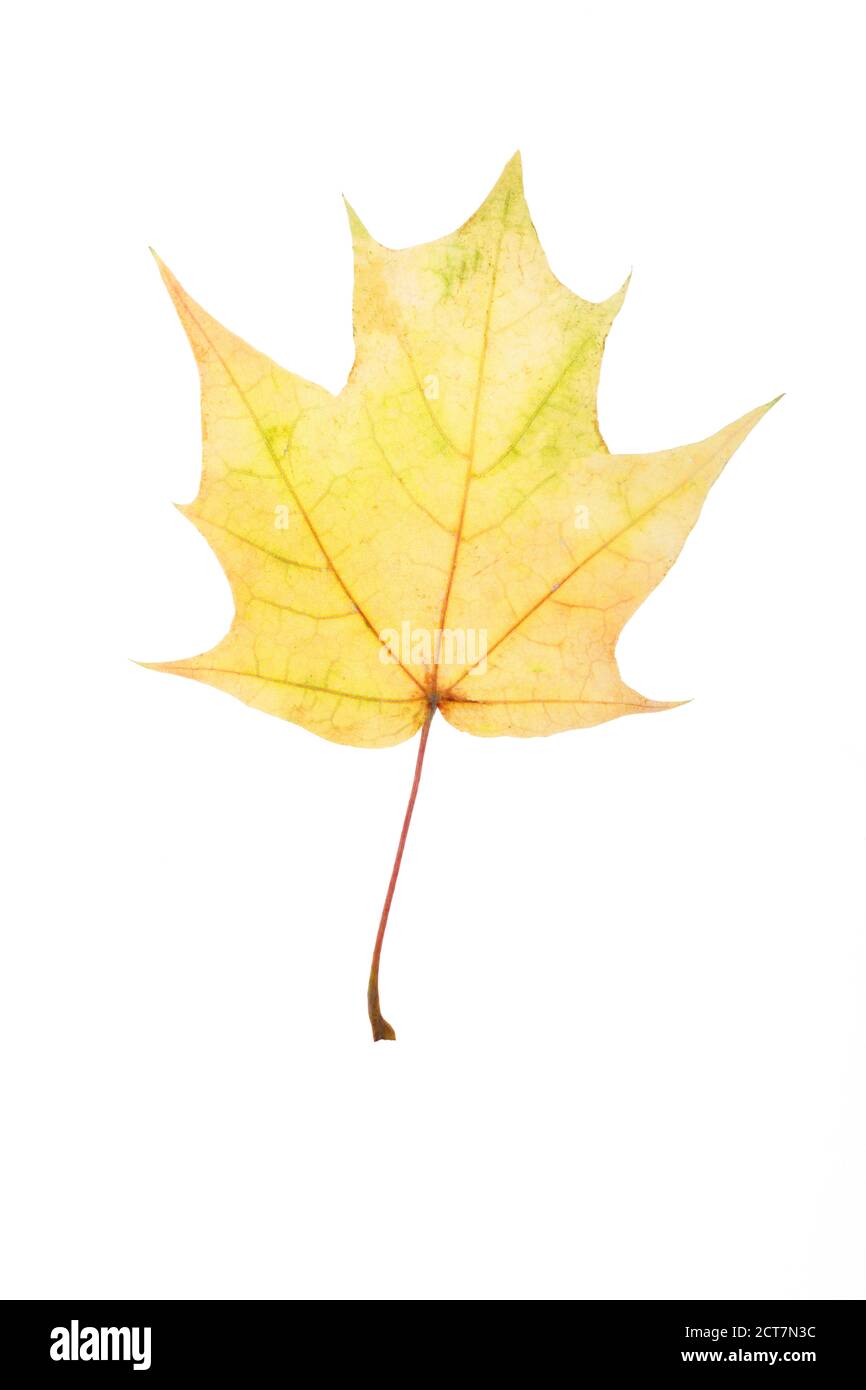 autumn maple leaf isolated on white background Stock Photo - Alamy