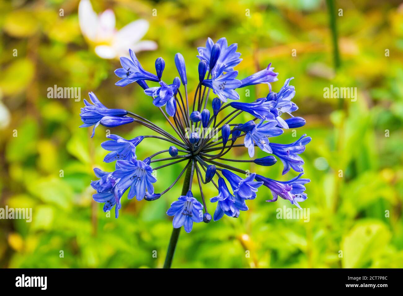 blue jewelry Lily Flower Stock Photo