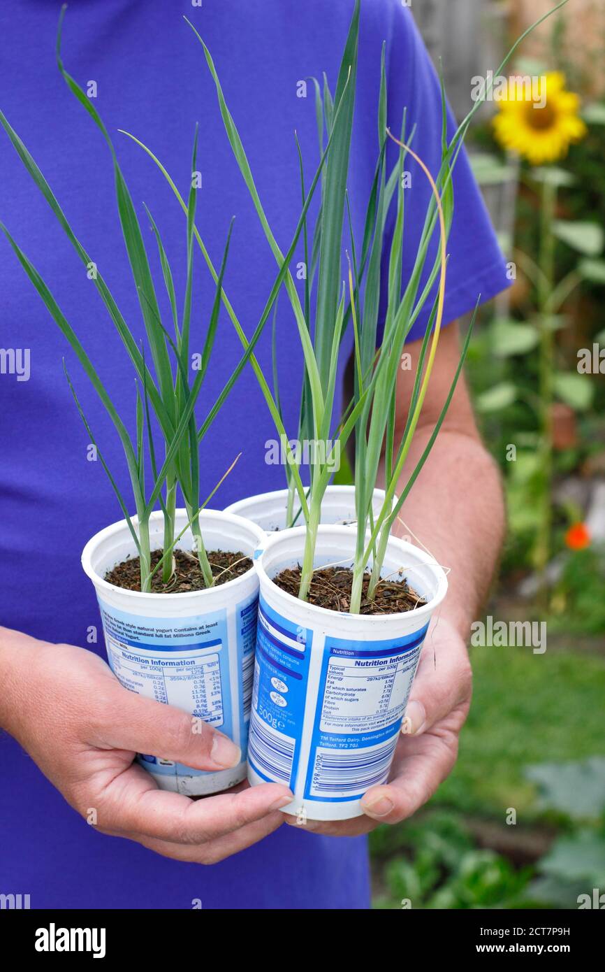 Allium porrum 'Crusader' leek plants. Young leek plants ready for planting out in late summer. UK Stock Photo