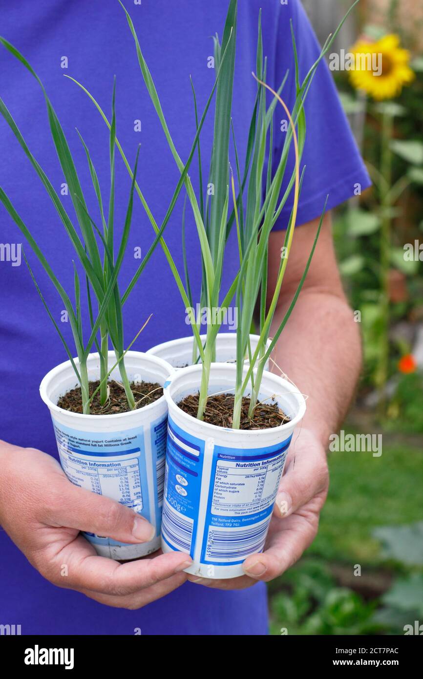 Allium porrum 'Crusader' leek plants. Young leek plants ready for planting out in late summer. UK Stock Photo