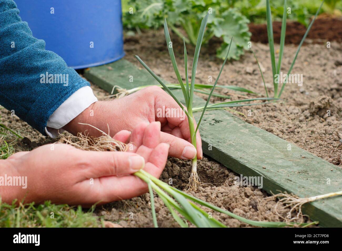 Allium porrum 'Crusader' leek plants. Planting out young leek plants into deep holes before watering in. Stock Photo