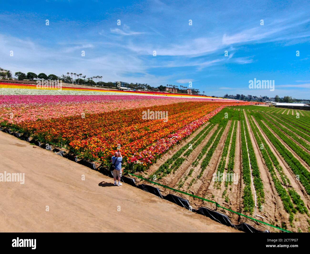 Flower field carlsbad hires stock photography and images Alamy
