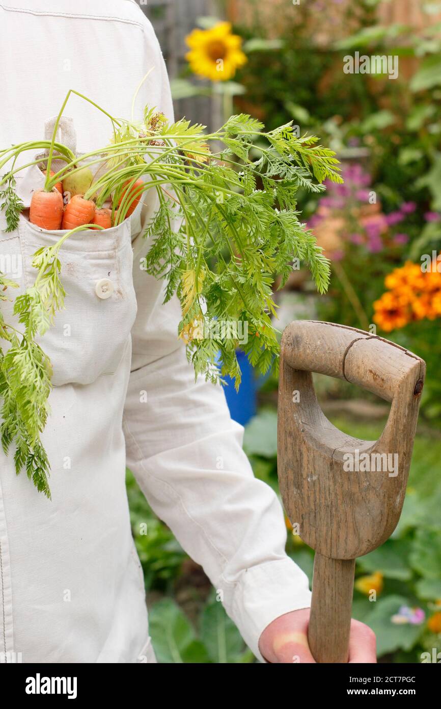 Gardener harvesting home grown carrots in a back garden vegetable plot with flower borders during the Coronavirus pandemic. UK Stock Photo