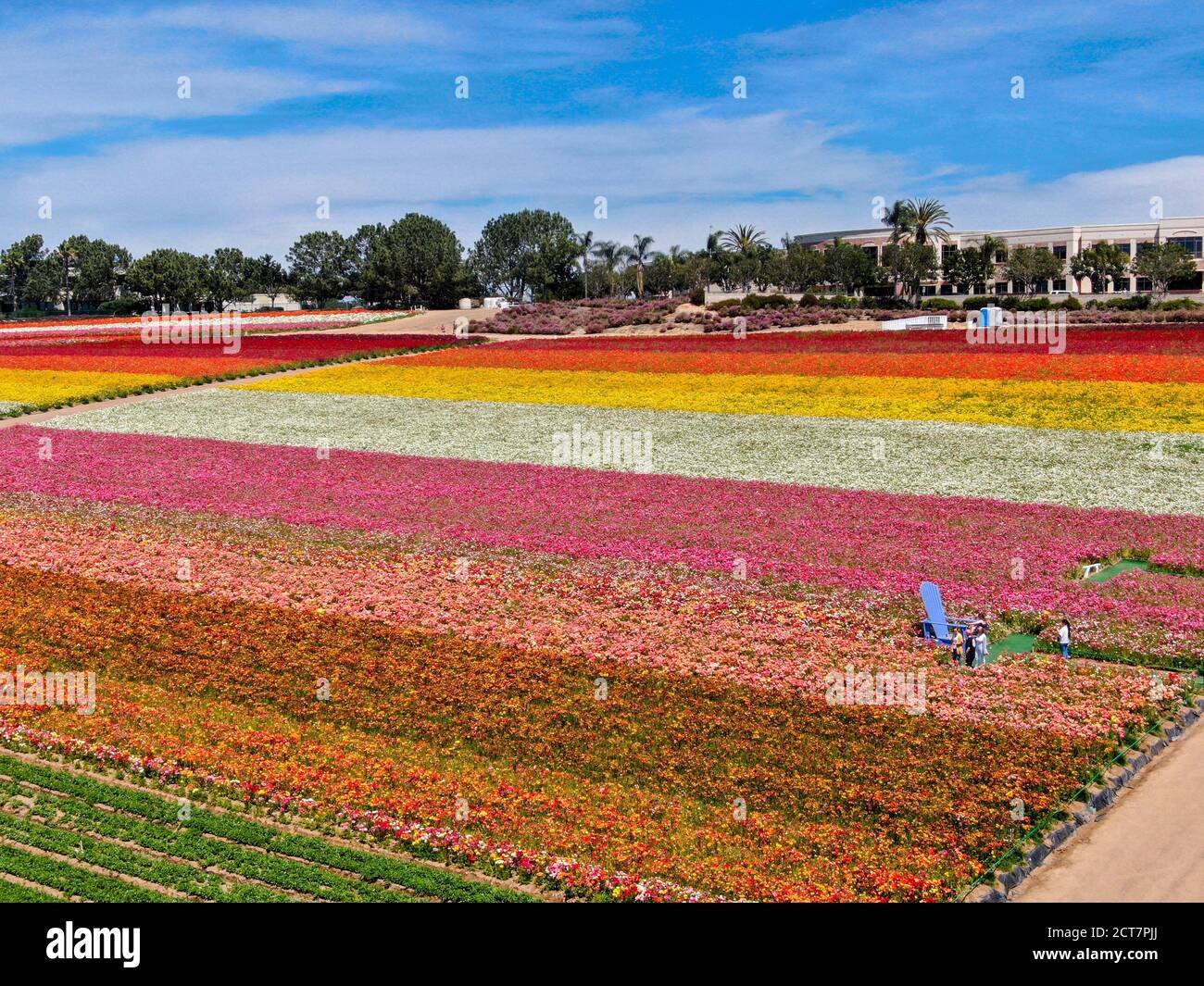 Aerial view of Carlsbad Flower Fields. tourist can enjoy hillsides of ...
