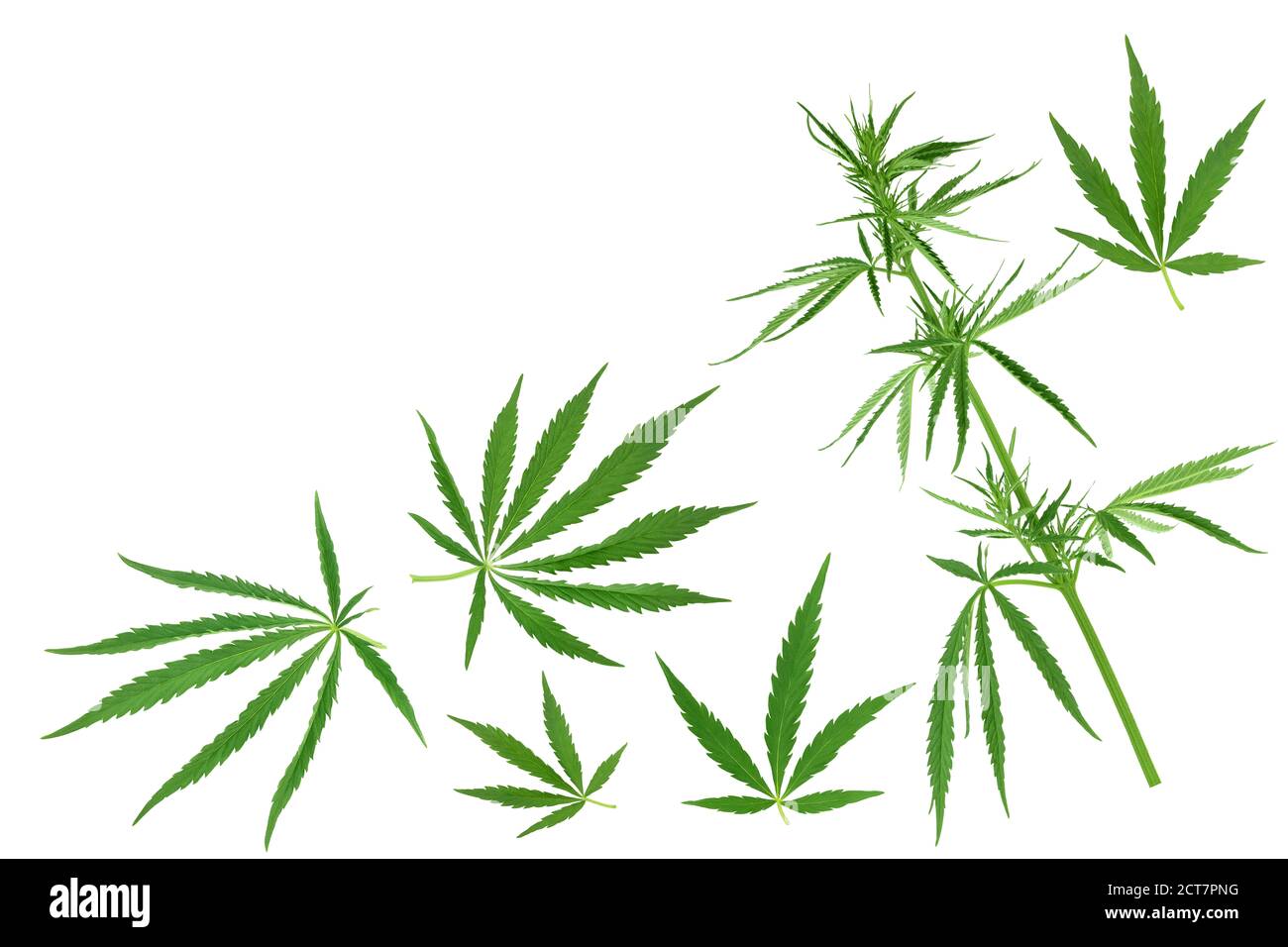 Cannabis leaf isolated on white background with clipping path and full depth of field, Top view with copy space for your text. Flat lay pattern Stock Photo