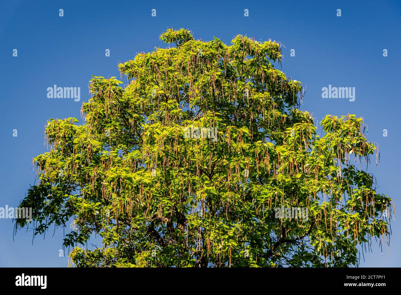 Northern catalpa in the city park Stock Photo