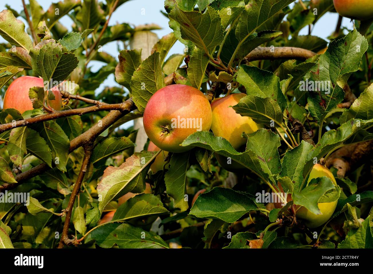 Ripe Cripps Pink apples variety on a apple tree. Ontario Canada Stock