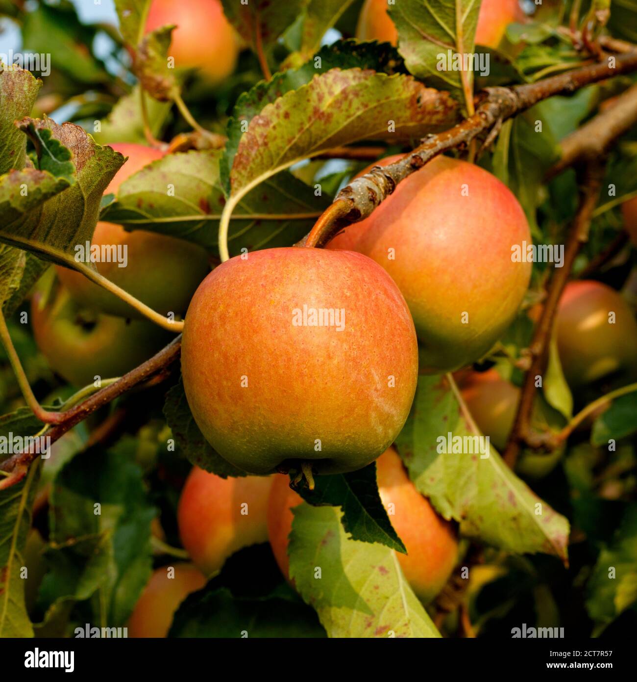 Ripe Cripps Pink apples variety on a apple tree. Ontario Canada Stock Photo Alamy