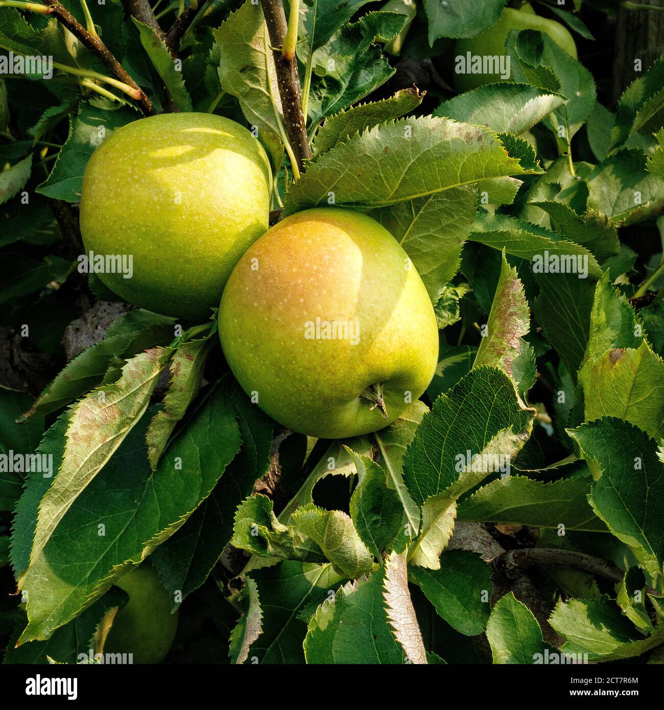 Mutsu Apples on a apple tree. Ontario Canada Stock Photo Alamy