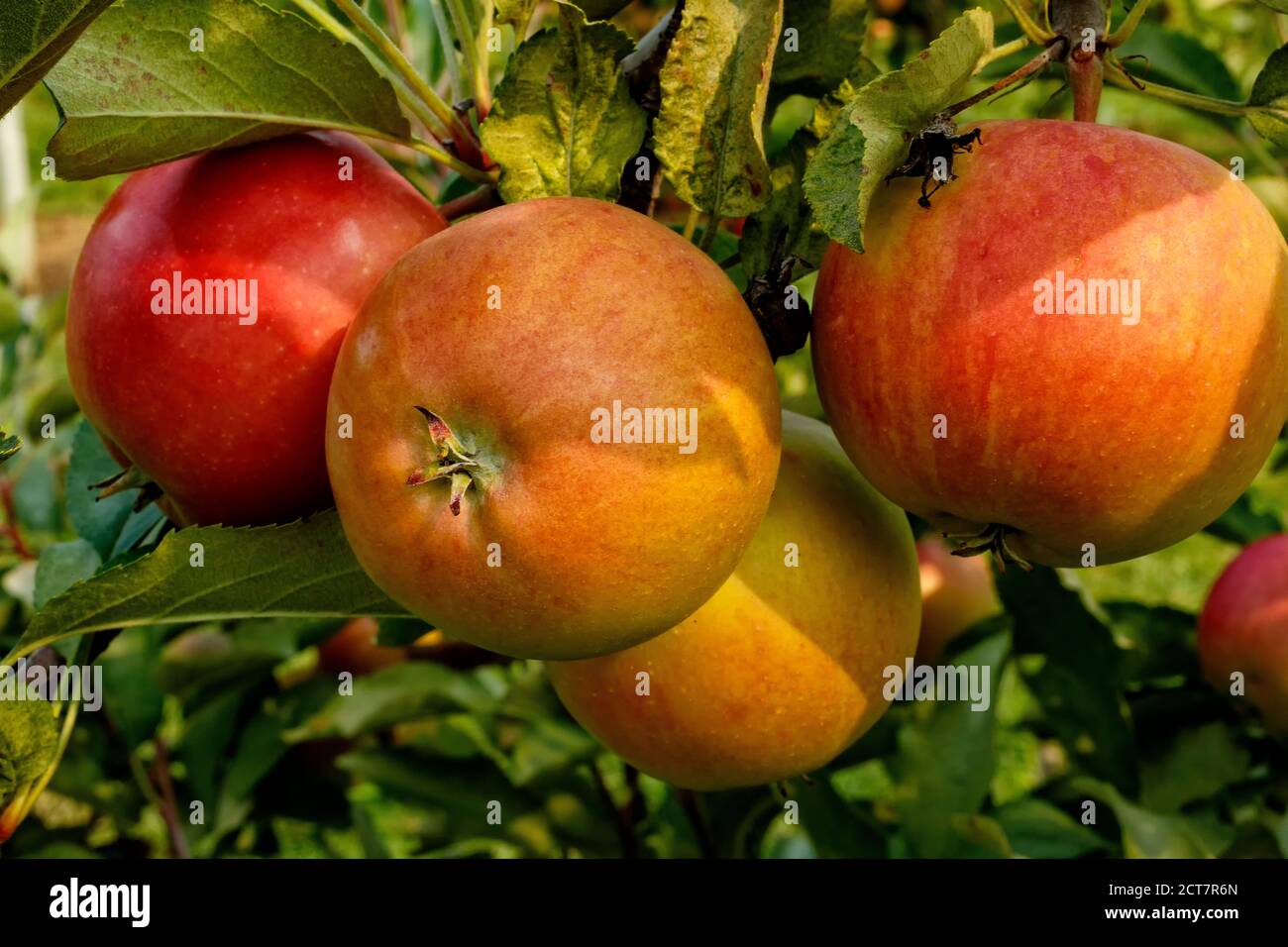 Ripe Cripps Pink apples variety on a apple tree. Ontario Canada Stock Photo Alamy