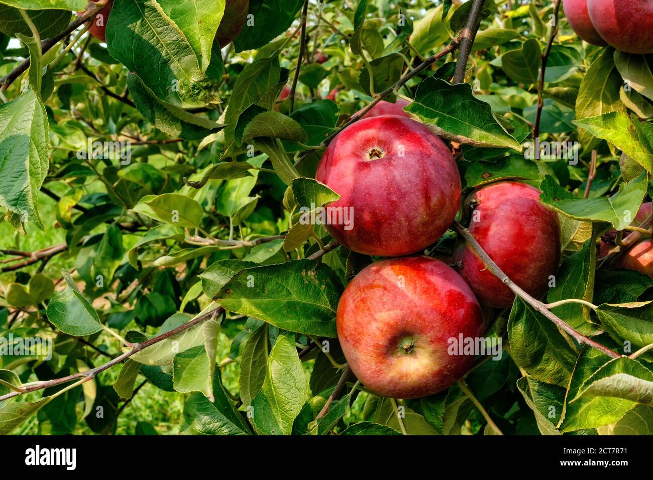 Red Cort Apples on tree Stock Photo