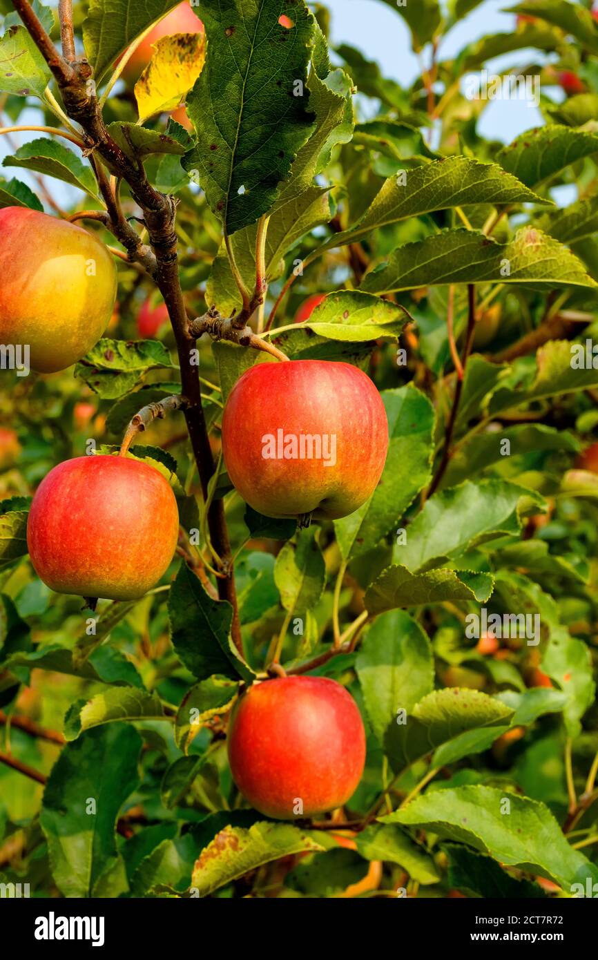 Ripe Cripps Pink apples variety on a apple tree. Ontario Canada Stock