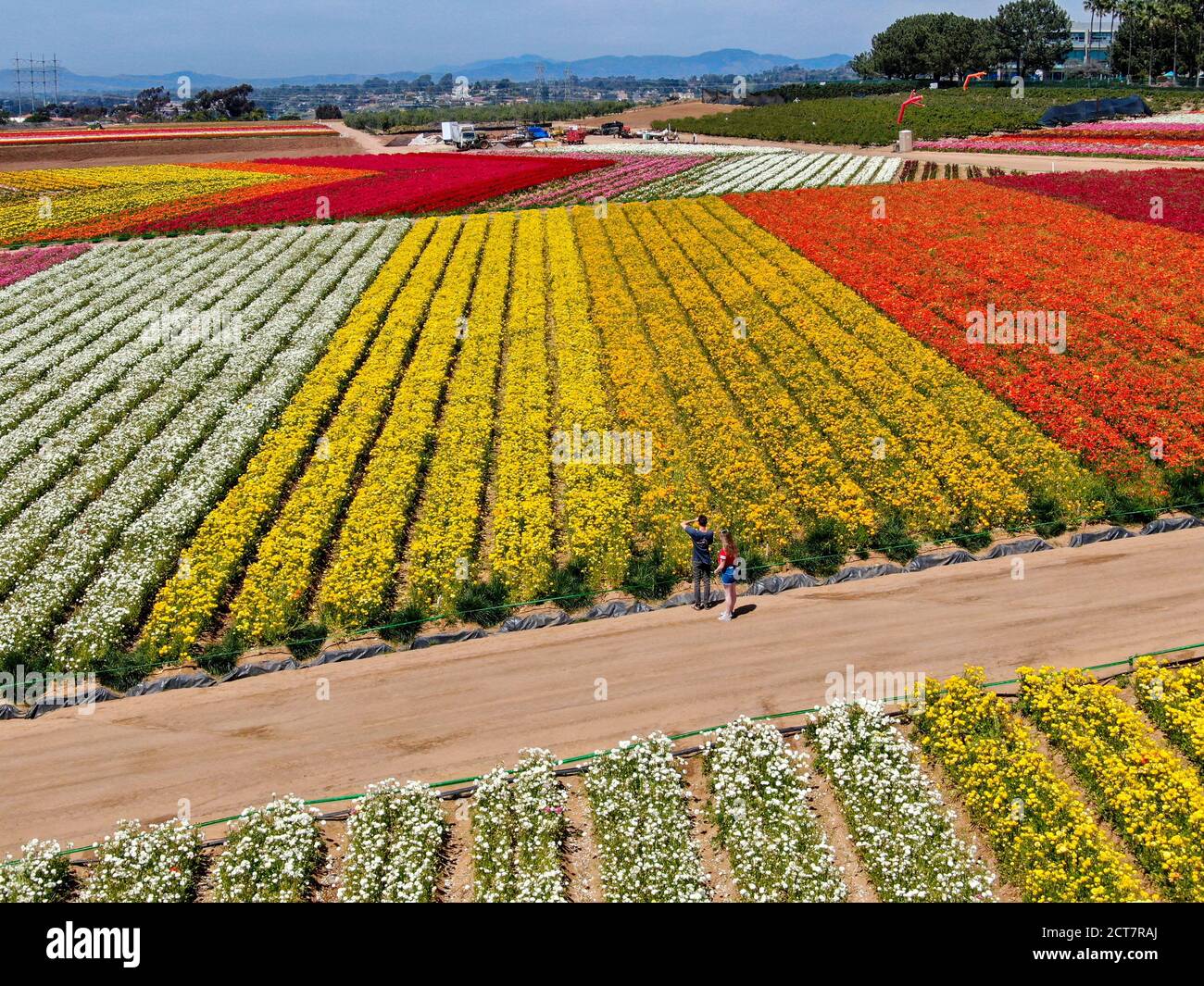 Aerial view of Carlsbad Flower Fields. tourist can enjoy hillsides of colorful Giant Ranunculus flowers during the annual bloom that runs March through mid May. Carlsbad, California, USA. March 22, 2020 Stock Photo