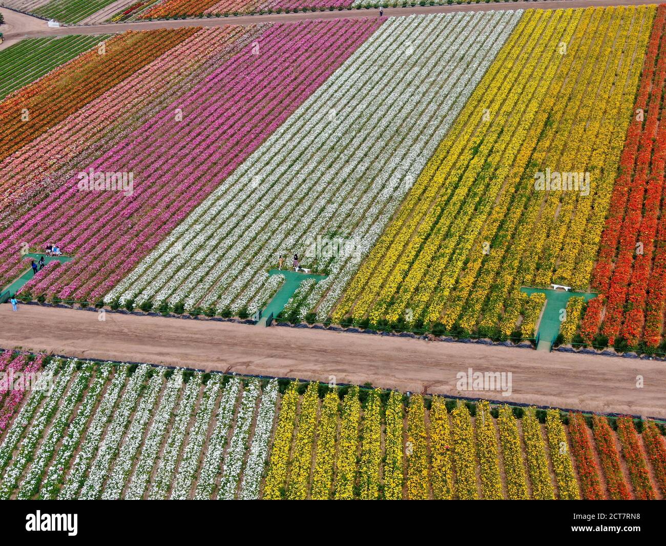 Aerial view of Carlsbad Flower Fields. tourist can enjoy hillsides of ...
