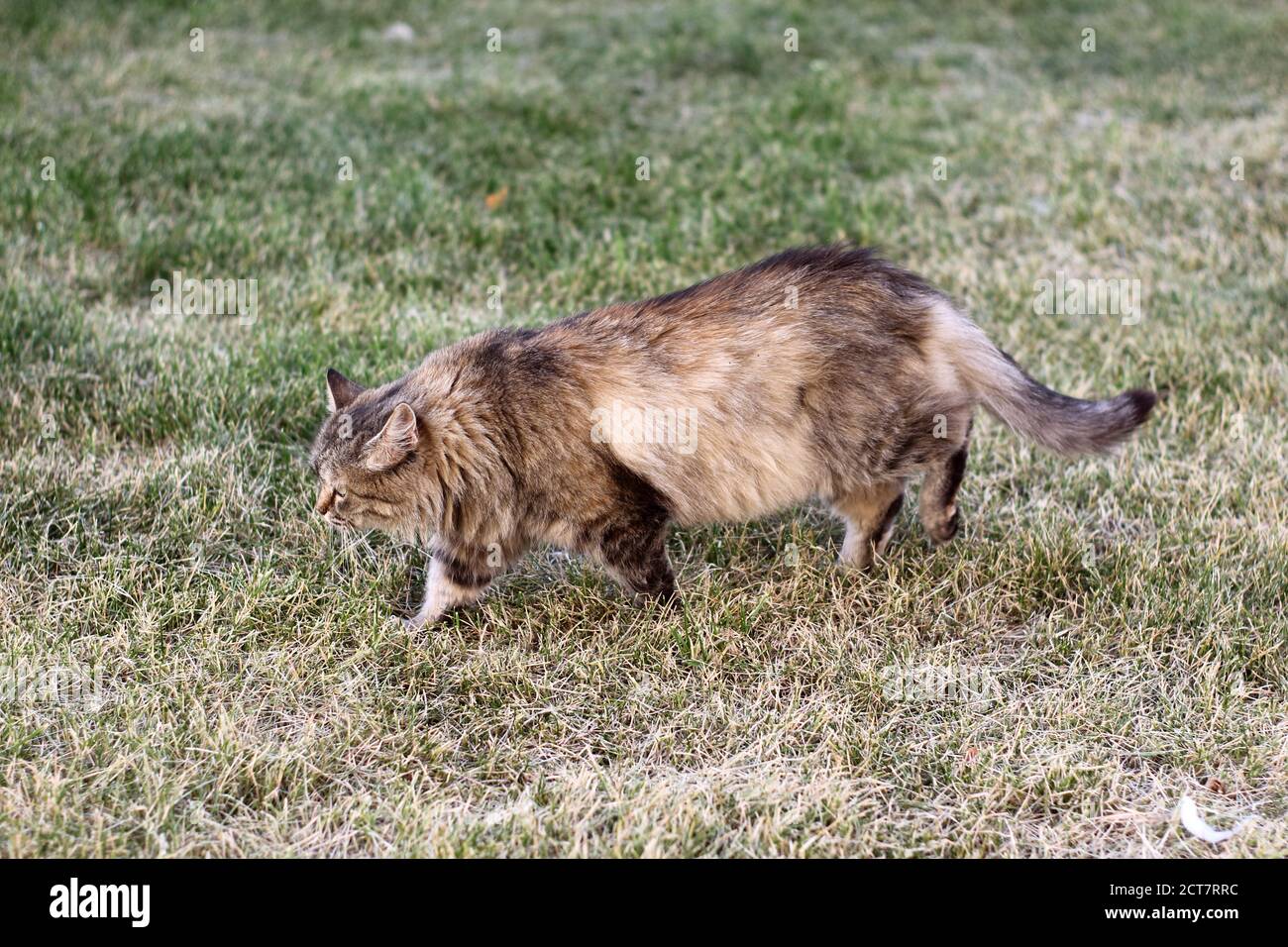 Fluffy stray cat walkng an hunting on the green lawn Stock Photo