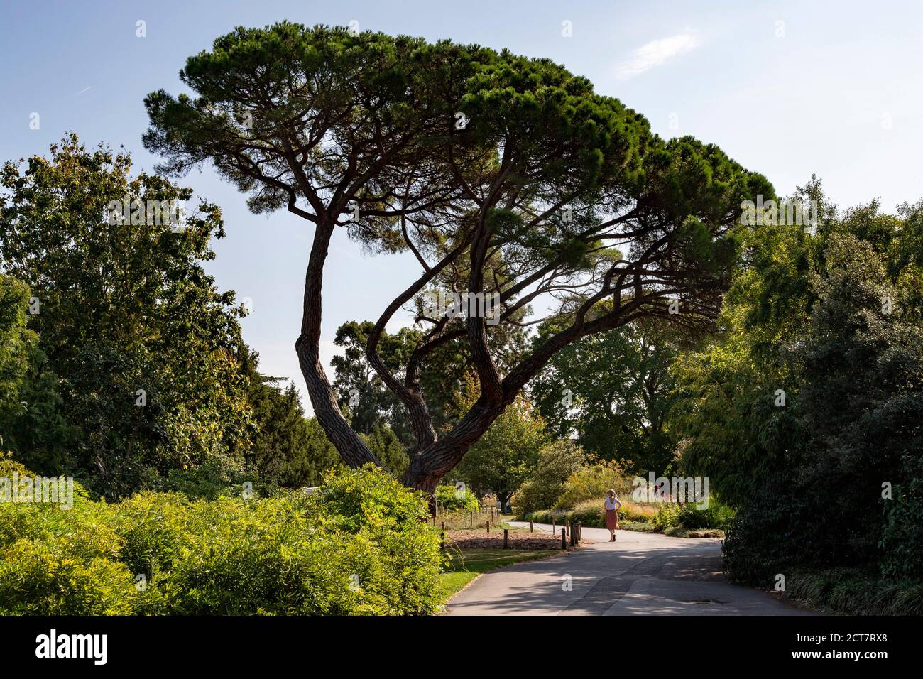 A beautiful example of a Stone Pine Tree at Kew Botanical gardens ...
