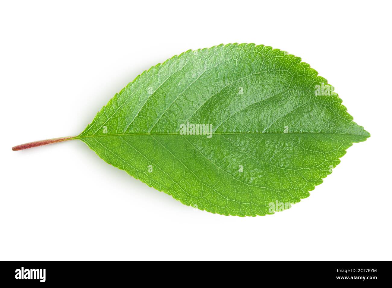 cherry leaf isolated on a white background with clipping path and full depth of field. Top view. Flat lay Stock Photo