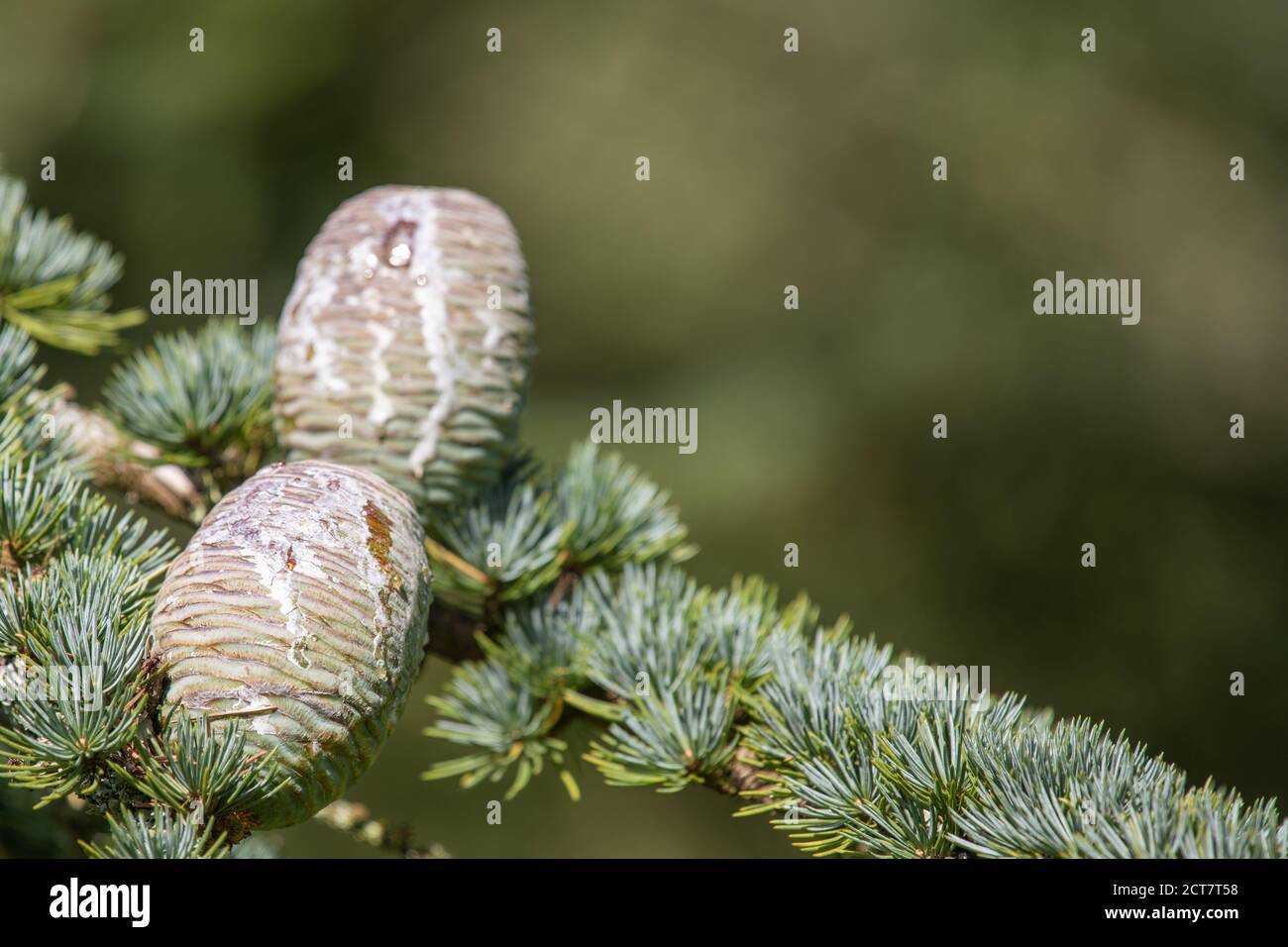 Close up of cones on an Atlas Cedar (cedrus atlantica) tree Stock Photo