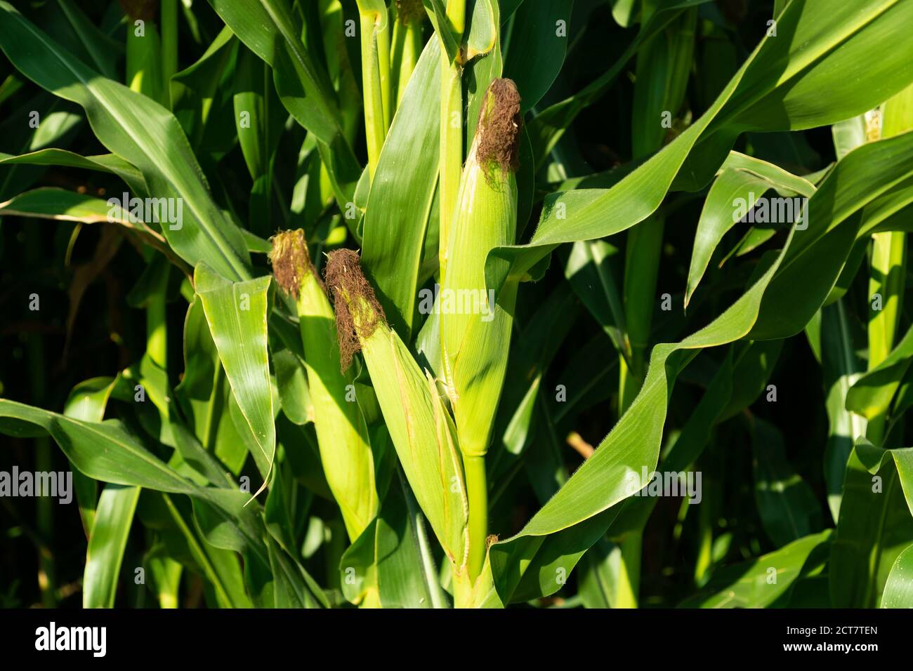 unripe still wrapped green corncobs in the field the vegetables are not yet suitable for eating during the day without people Stock Photo