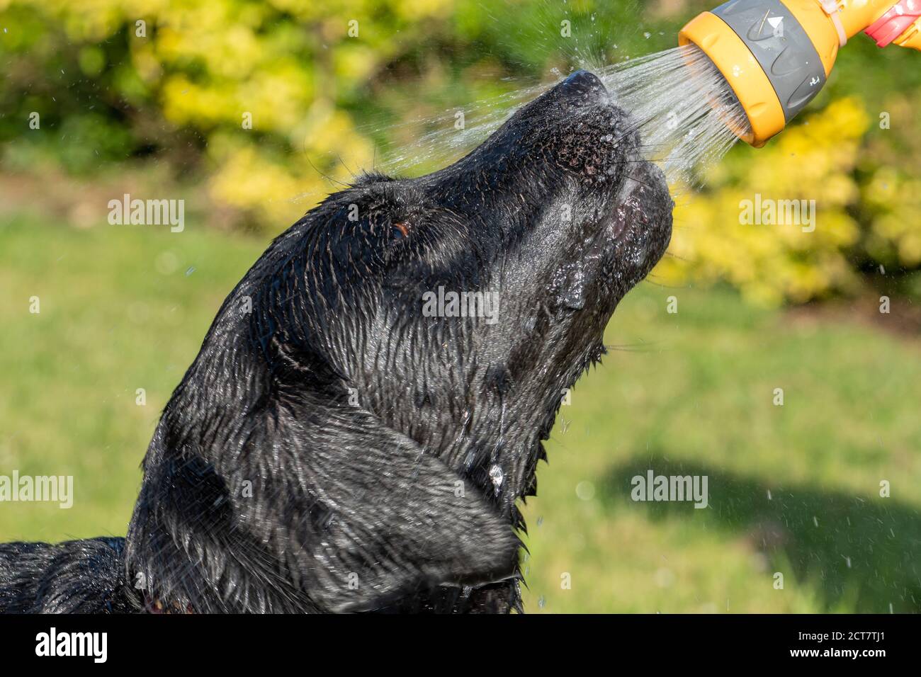 Head shot of a black Labrador being sprayed with a hose pipe Stock ...