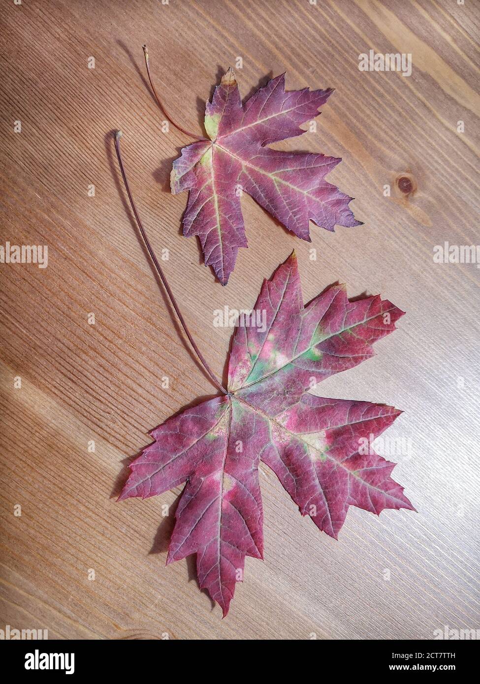 Natural background with autumn leaves and autumn's fruits Stock Photo ...