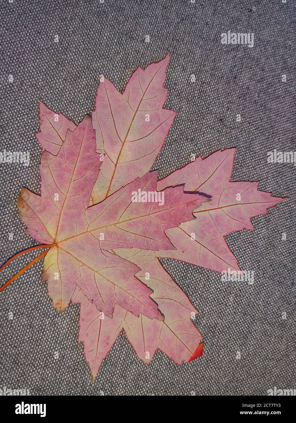 Natural background with autumn leaves and autumn's fruits Stock Photo ...