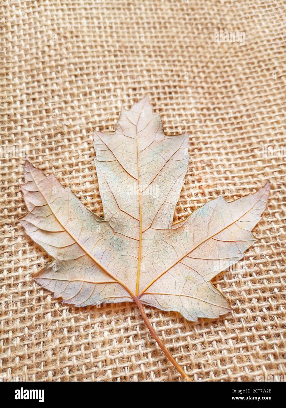 Natural background with autumn leaves and autumn's fruits Stock Photo ...