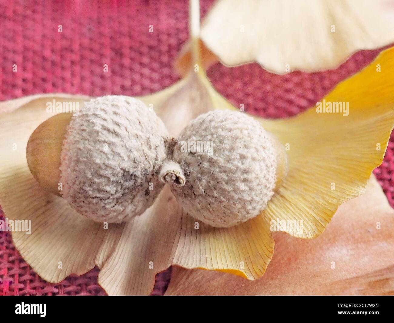 Natural background with autumn leaves and autumn's fruits Stock Photo ...