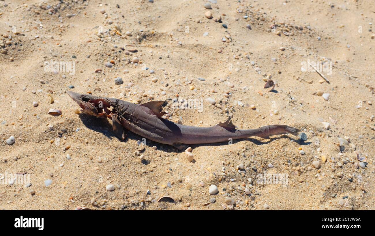 Baby Shark High Resolution Stock Photography And Images Alamy