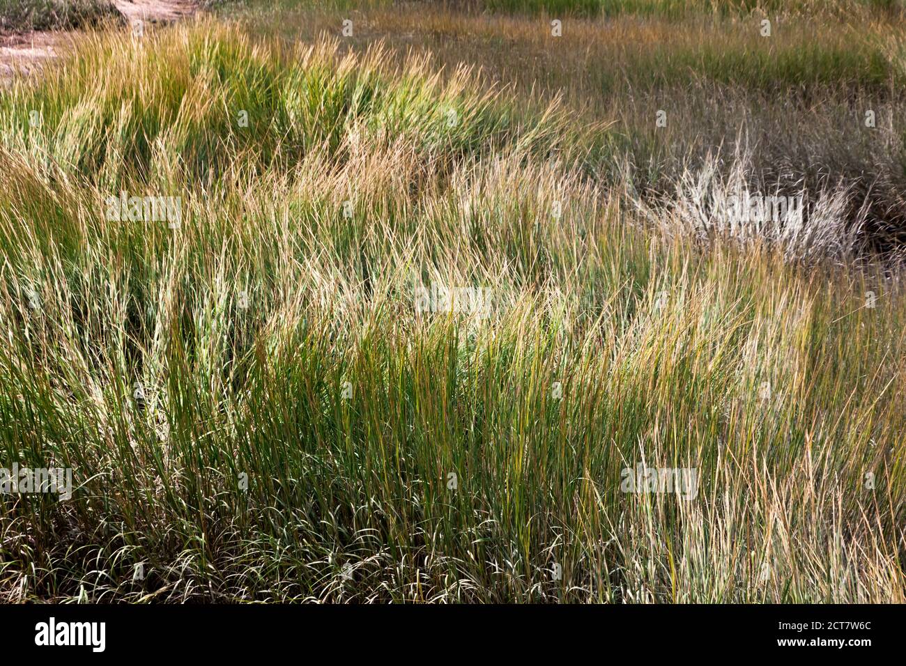 Marsh grass in tidal marsh. Stock Photo