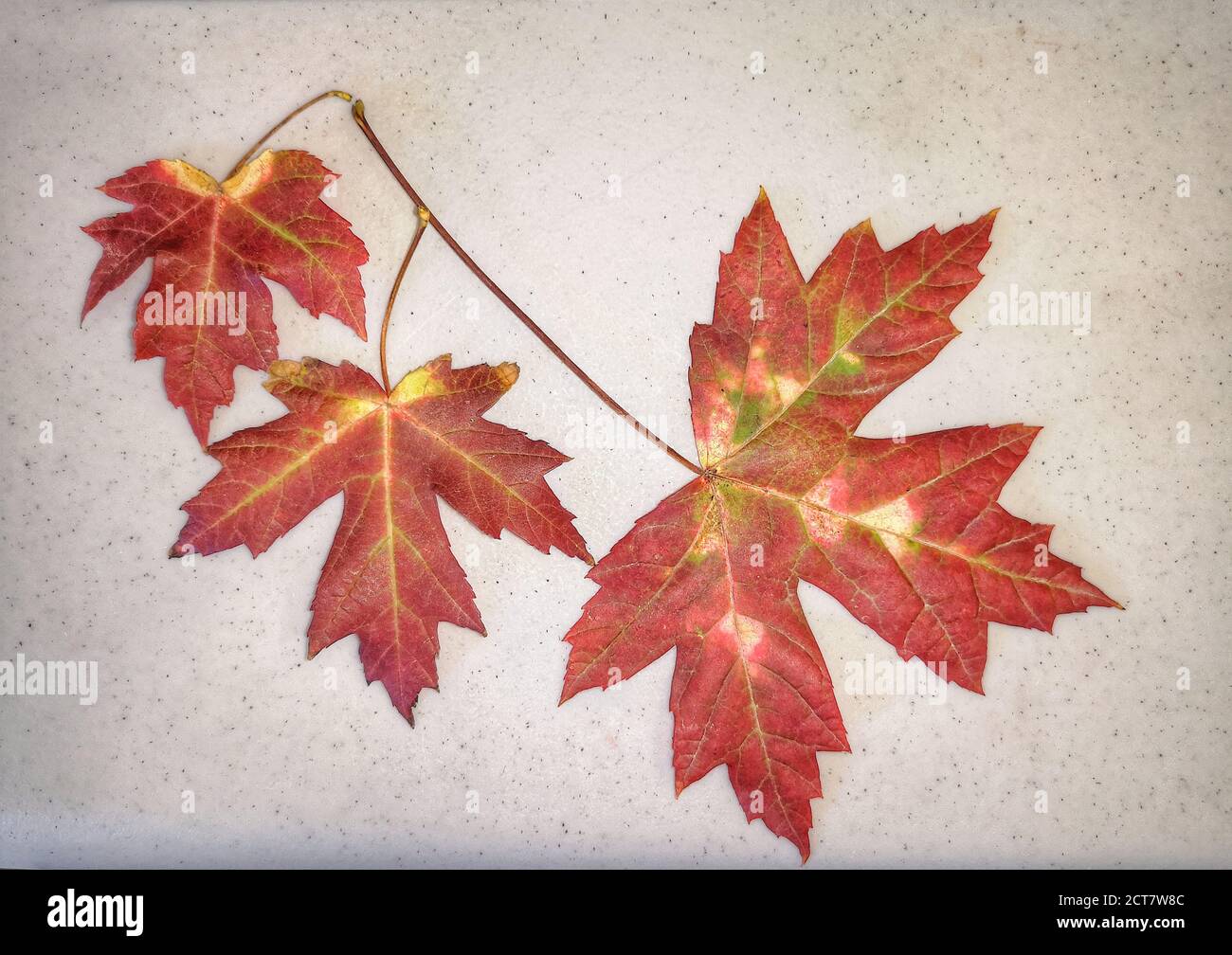 Natural background with autumn leaves and autumn's fruits Stock Photo ...