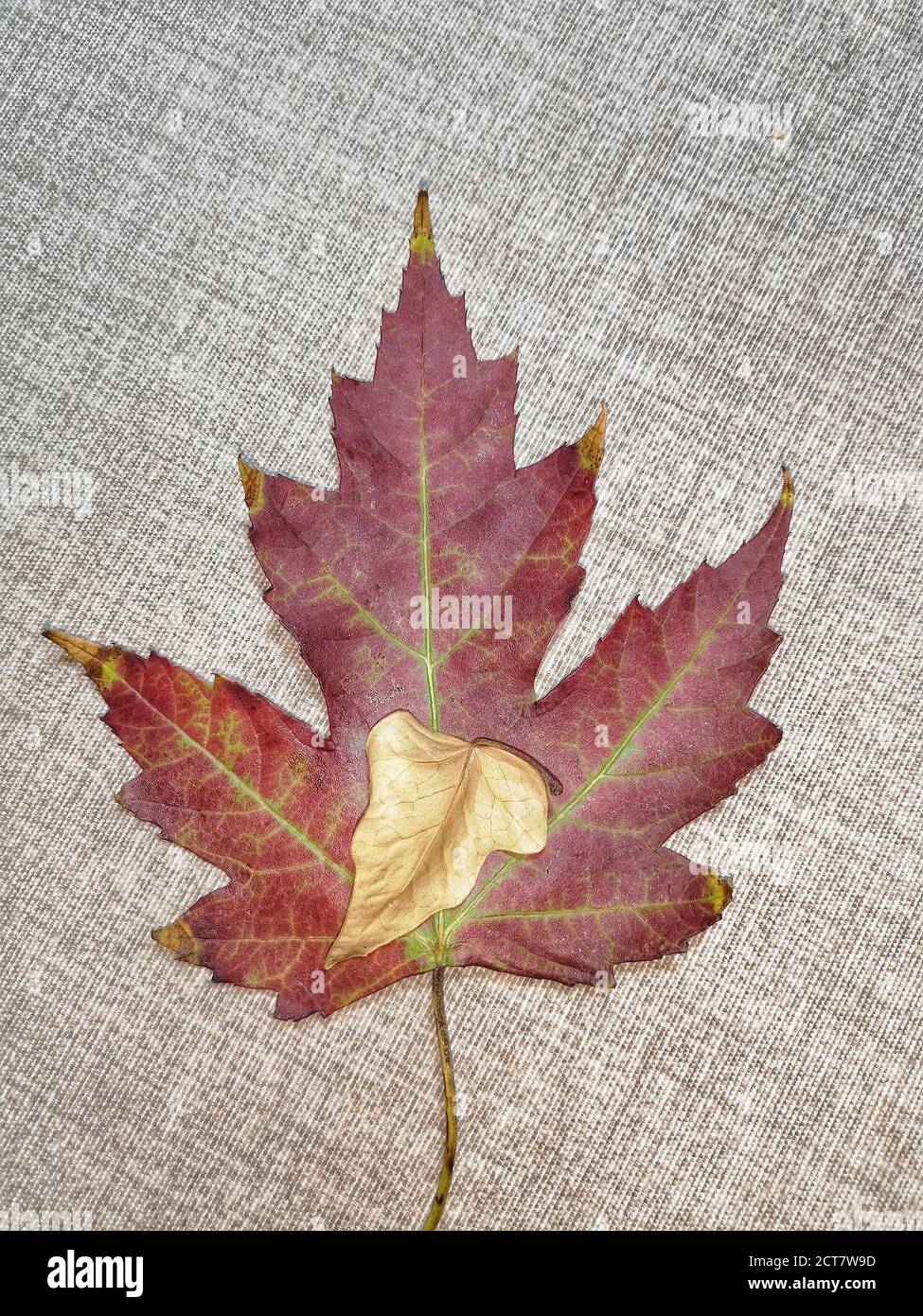 Natural background with autumn leaves and autumn's fruits Stock Photo ...