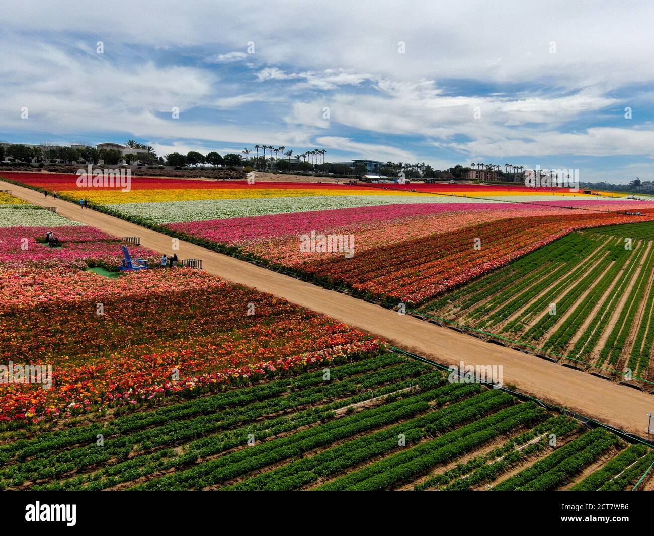 Aerial view of Carlsbad Flower Fields. tourist can enjoy hillsides of ...
