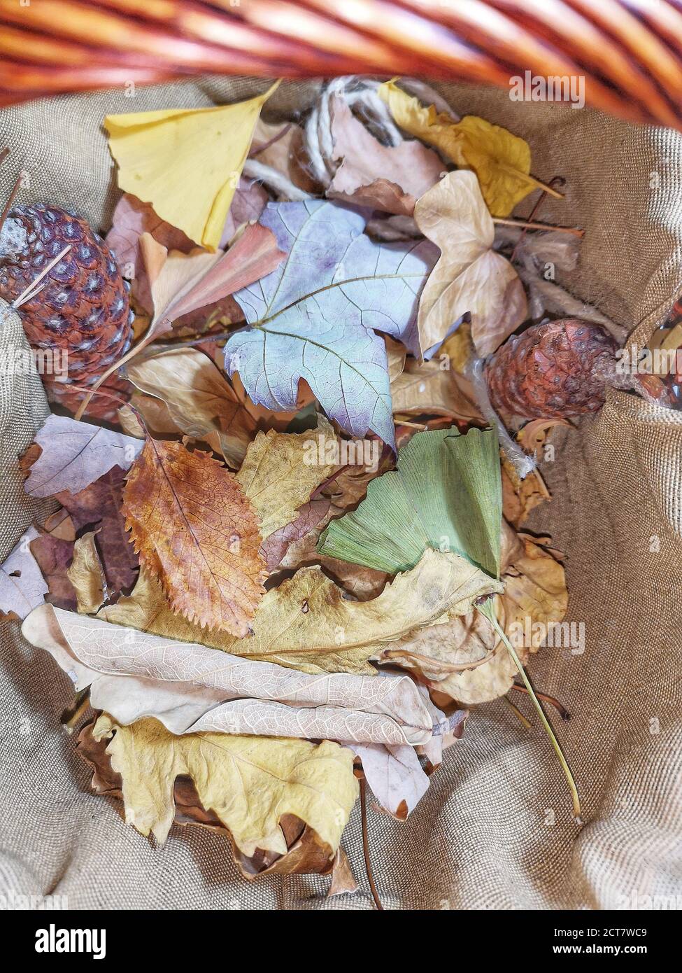 Natural background with autumn leaves and autumn's fruits Stock Photo ...
