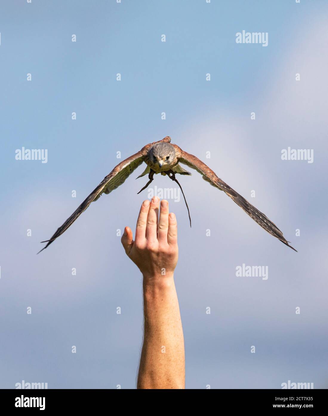 A common kestrel, Falco tinnunculus, at the British Birds of Prey Centre, based at the National Botanical Gardens of Wales trained to respond to hand Stock Photo