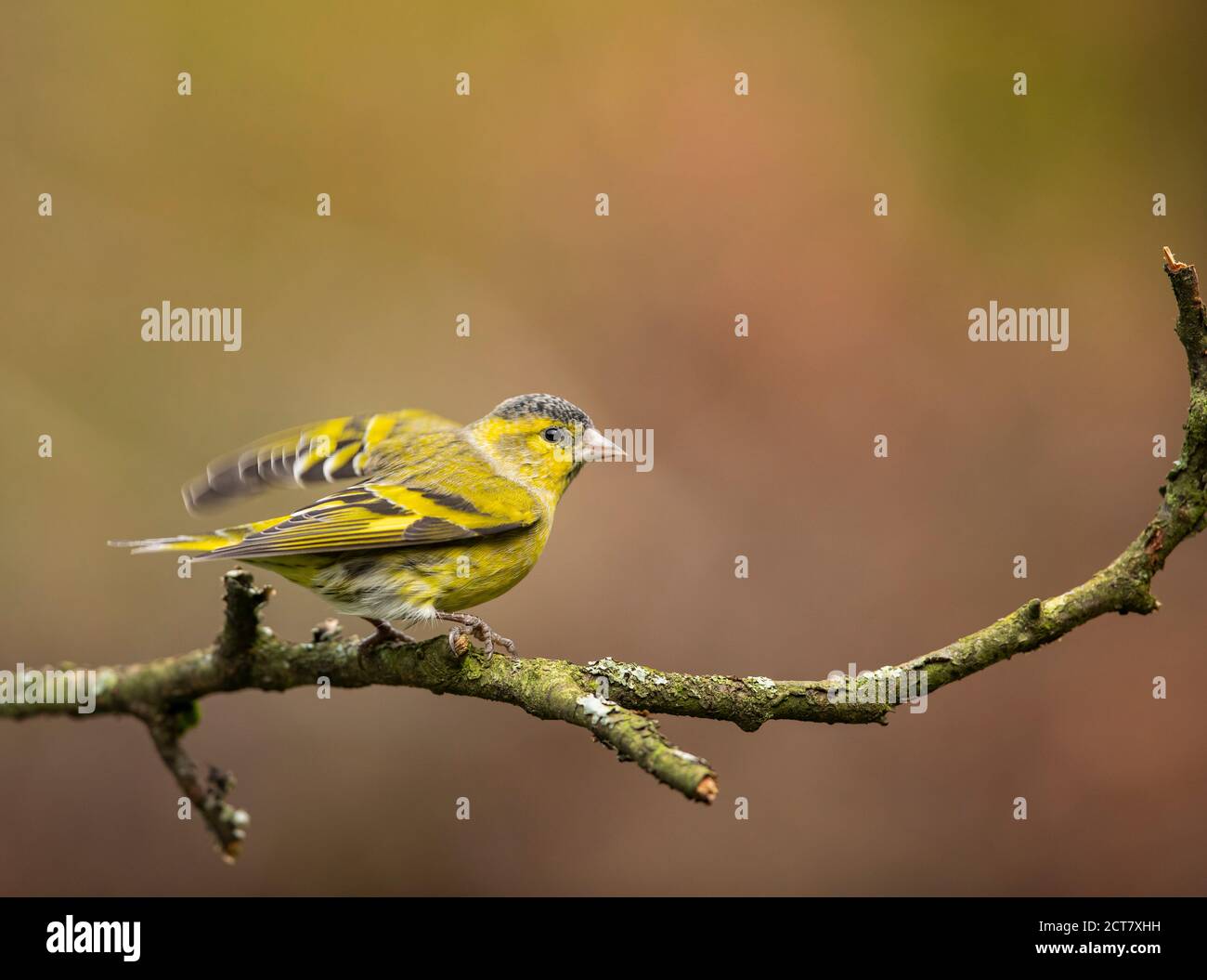 A siskin (Spinus spinus) perched on a twig taken near the Solway Firth in Scotland Stock Photo